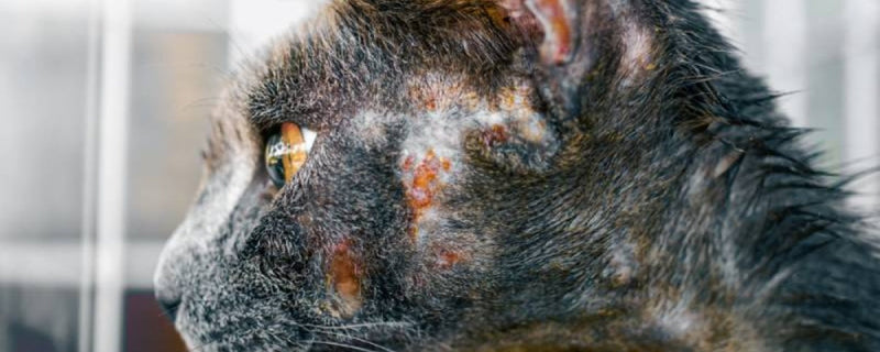 Cat Skin Problems: Causes, Symptoms, and Effective Solutions – Pet Servo