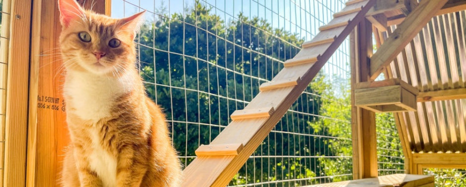 Everything You Need to Know About Catios: The Ultimate Cat Playground