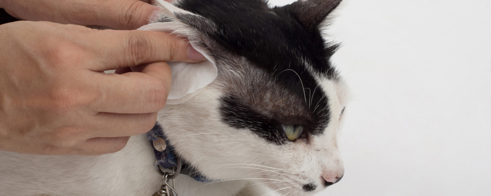 Feline Ear Care Basics: How to Keep Your Cat’s Ears Clean and Healthy