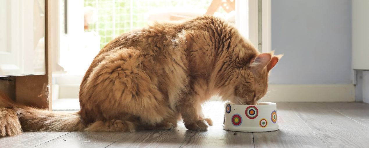 Finding the Perfect Food for Cats with Sensitive Stomachs