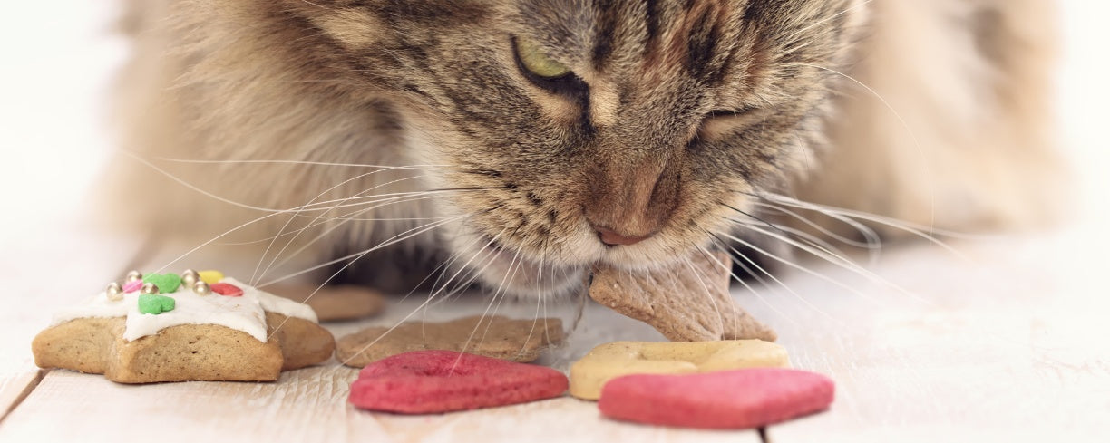 Healthy Cats Start Here: Nutrition Tips Every Cat Owner Should Know