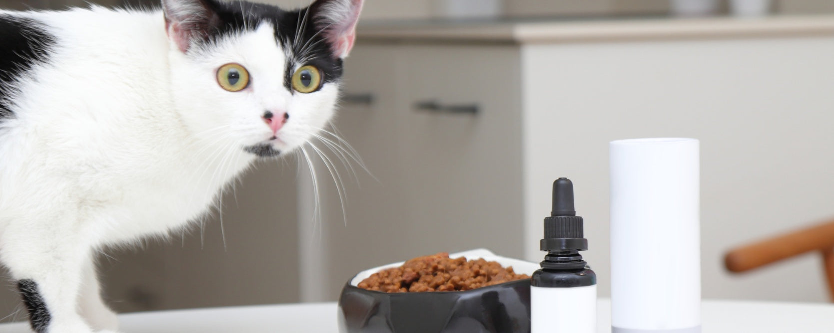 Helping Your Cat Slim Down: Dieting Tips for a Healthier Pet