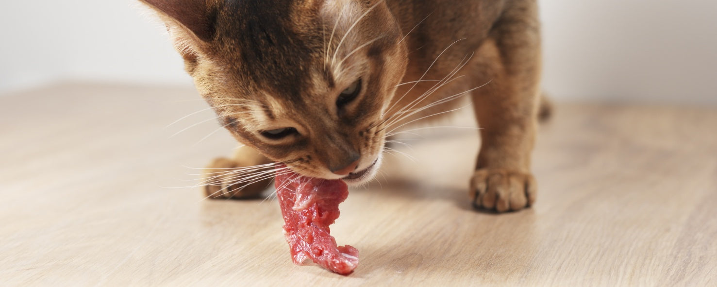High-Protein Cat Food: Benefits and Considerations for Your Pet