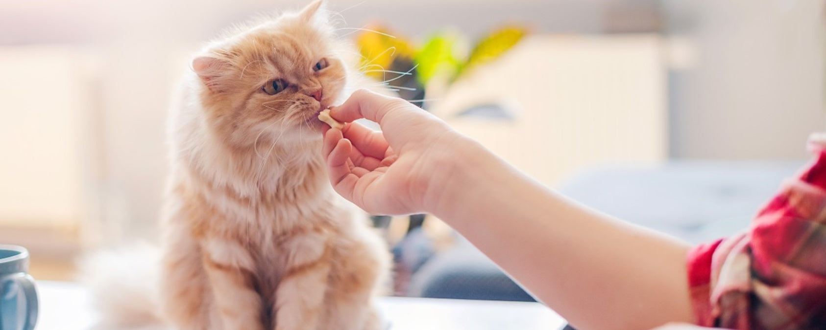 How to Choose the Best Supplements for Your Cat’s Health