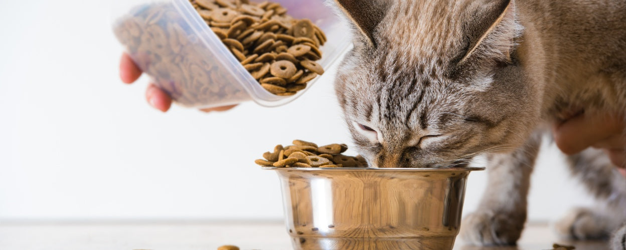 How to Create a Perfect Nutrition Plan for Your Cat