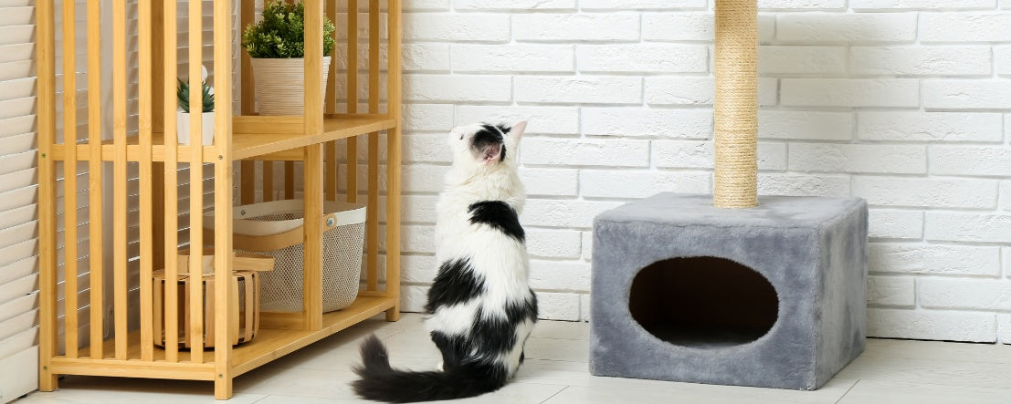 How to Design a Cat-Friendly Home: Tips for a Happy Feline