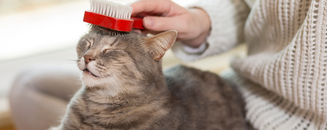 Photo inspiration: Picture Idea: Preventing And Treating Hairballs In Cats A Practical Guide
