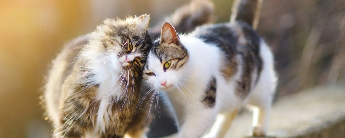Indoor Cats vs. Outdoor Cats: How Environment Impacts Health