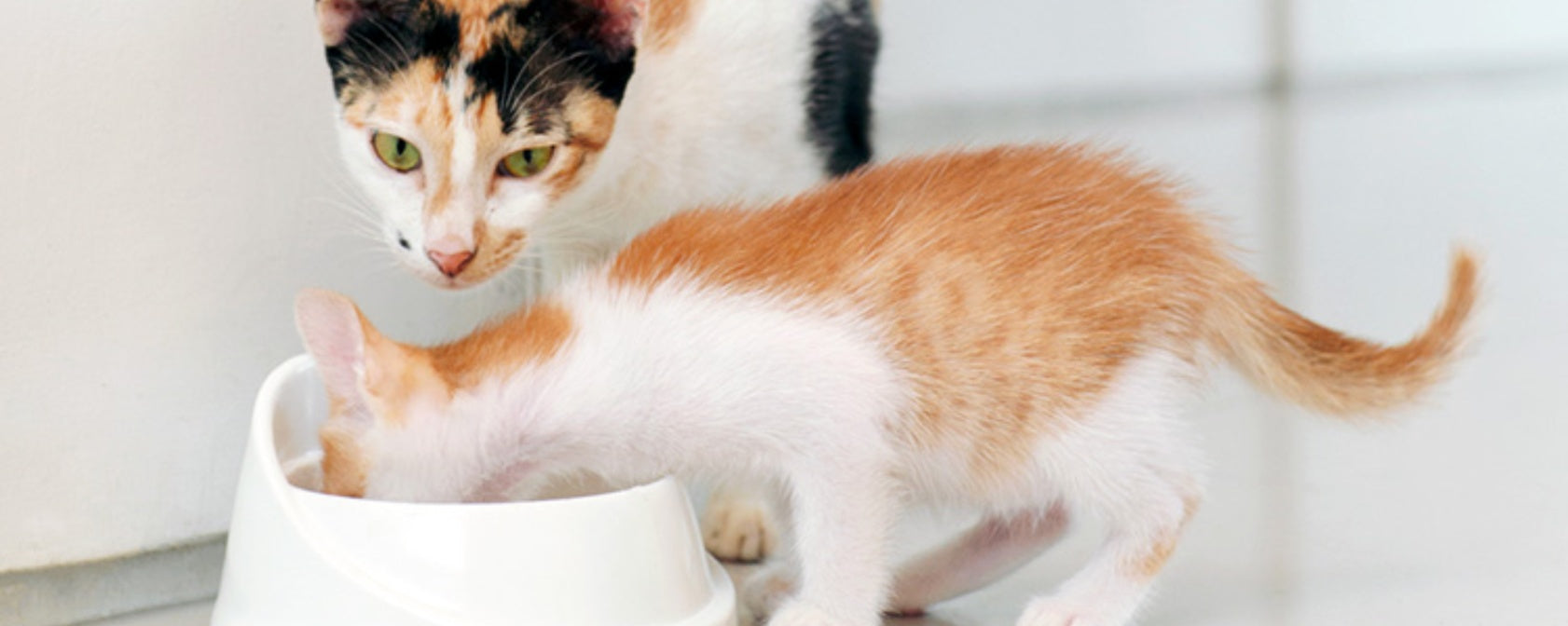 Kitten Care Guide: Is Adult Cat Food Safe for Kittens?