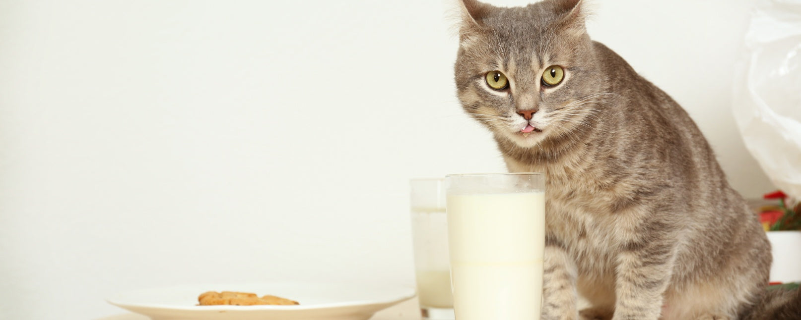 Milk and Cats: A Classic Myth or a Safe Treat?