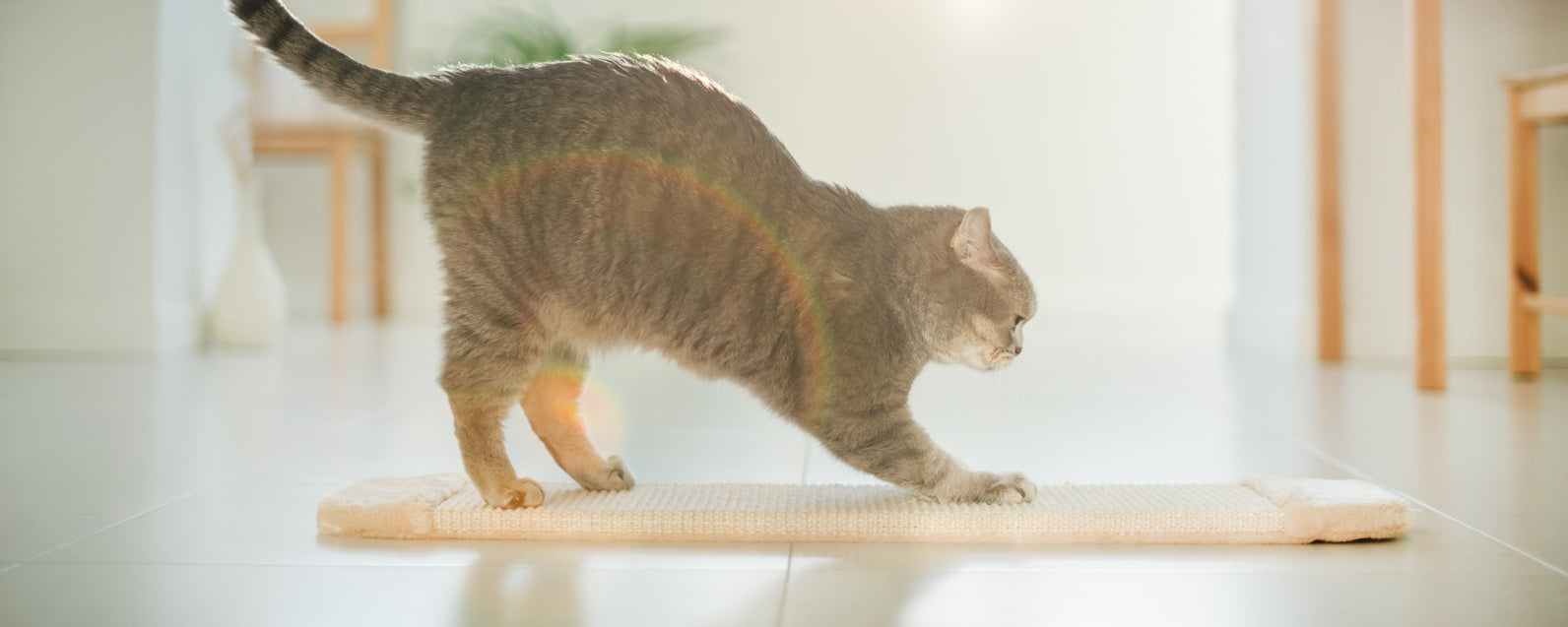 Mind and Body: 13 Tips for Cat Exercise and Mental Stimulation