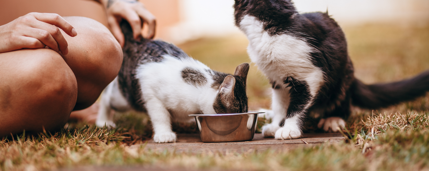 Holistic Cat Care: A Natural Approach to Health and Nutrition – Pet Servo