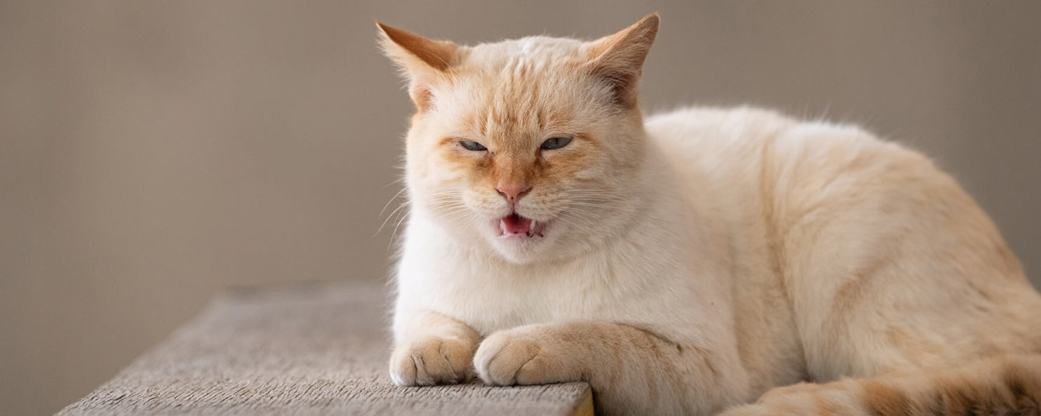 Old Cats and Nighttime Meows: What’s Behind the Noise and How to Help