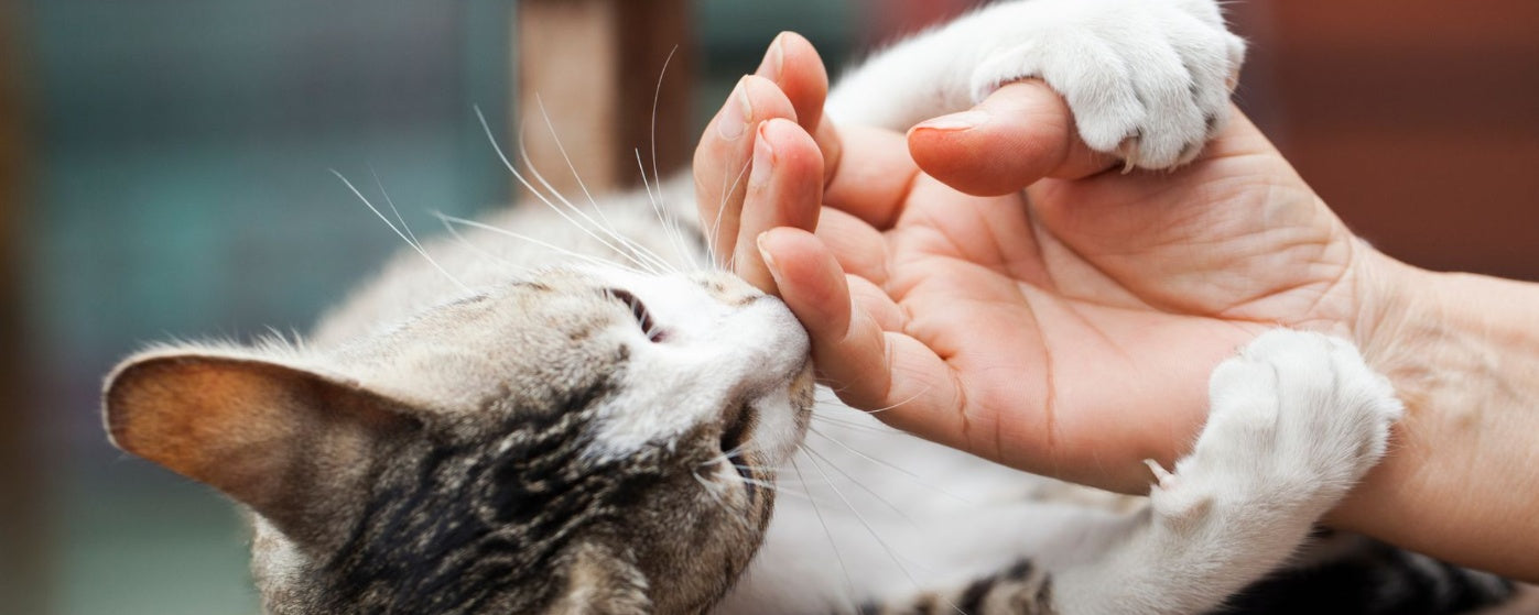 Paws and Claws: When Will Your Kitten Finish Growing?