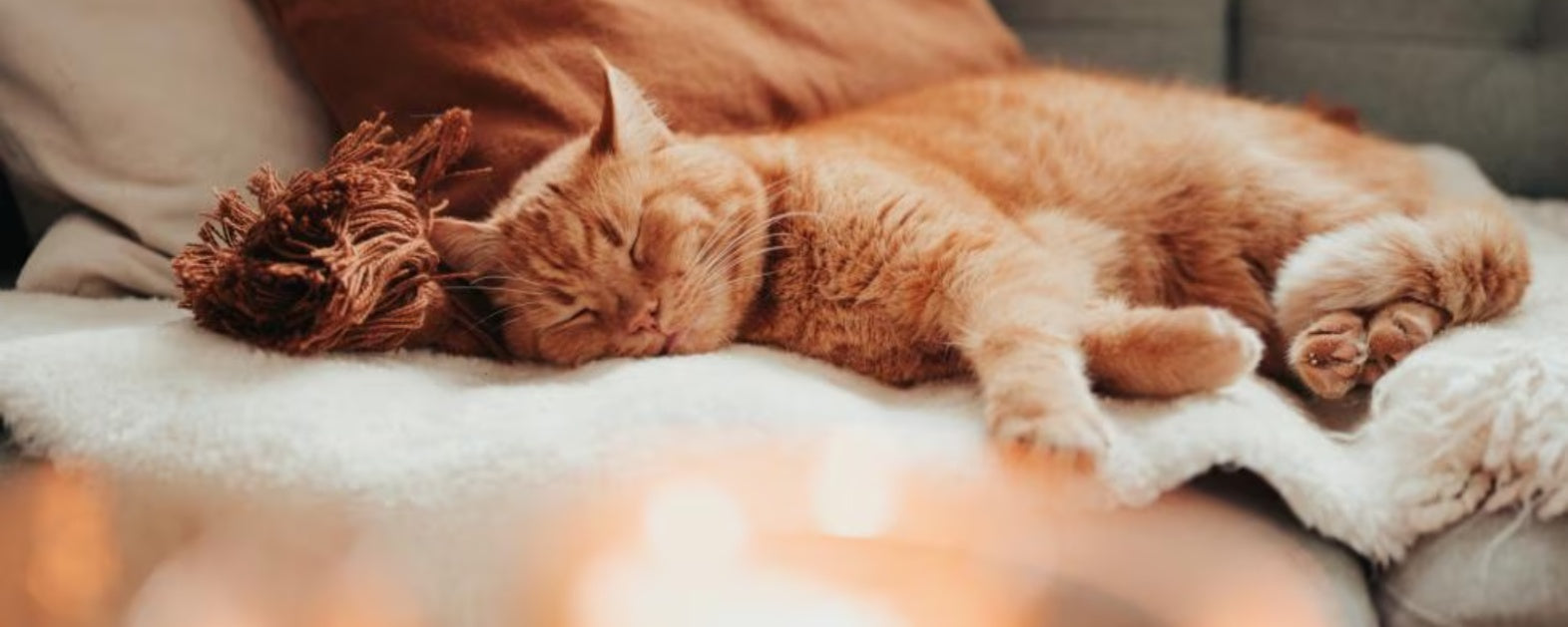 Signs of Dementia in Cats and How to Improve Their Quality of Life