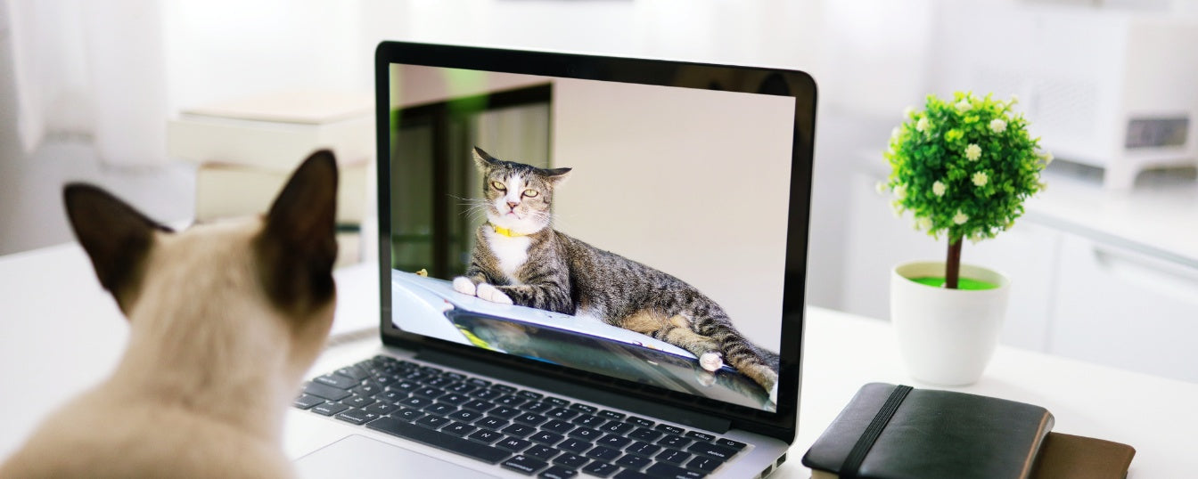 Socializing Your Cat: Step to Step Guideline