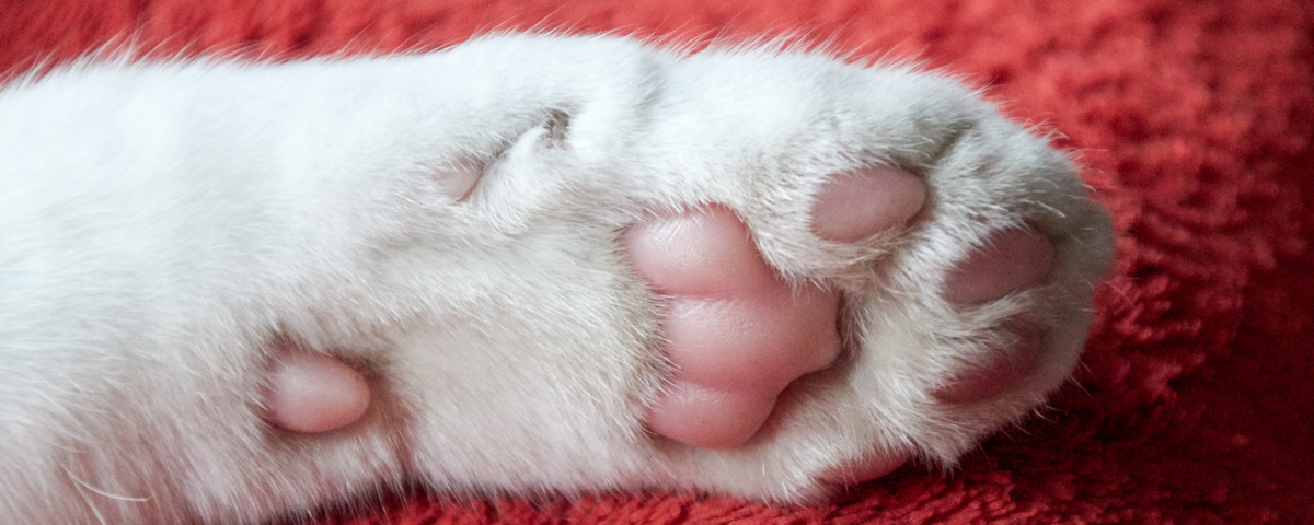 How to Keep Your Cat's Paw Pads Soft, Healthy, and Protected – Pet Servo