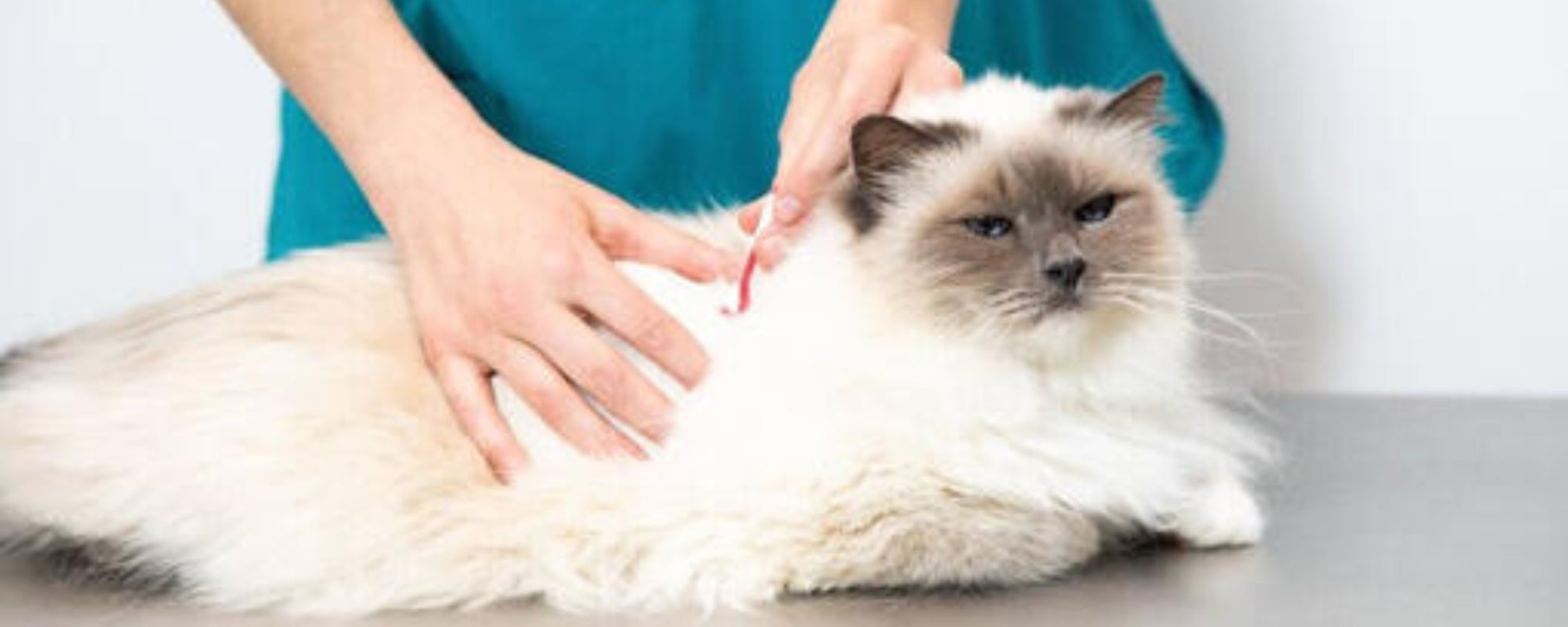 Spotting the Problem: Why Cats Lose Hair and How to Help