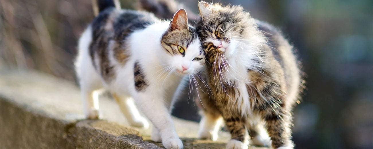 Taming the Wild: Can Street Cats Transform into Beloved Pets?