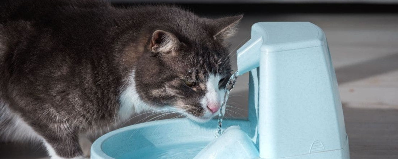 The Importance of Hydration: Tips for Keeping Your Cat Happy and Healthy
