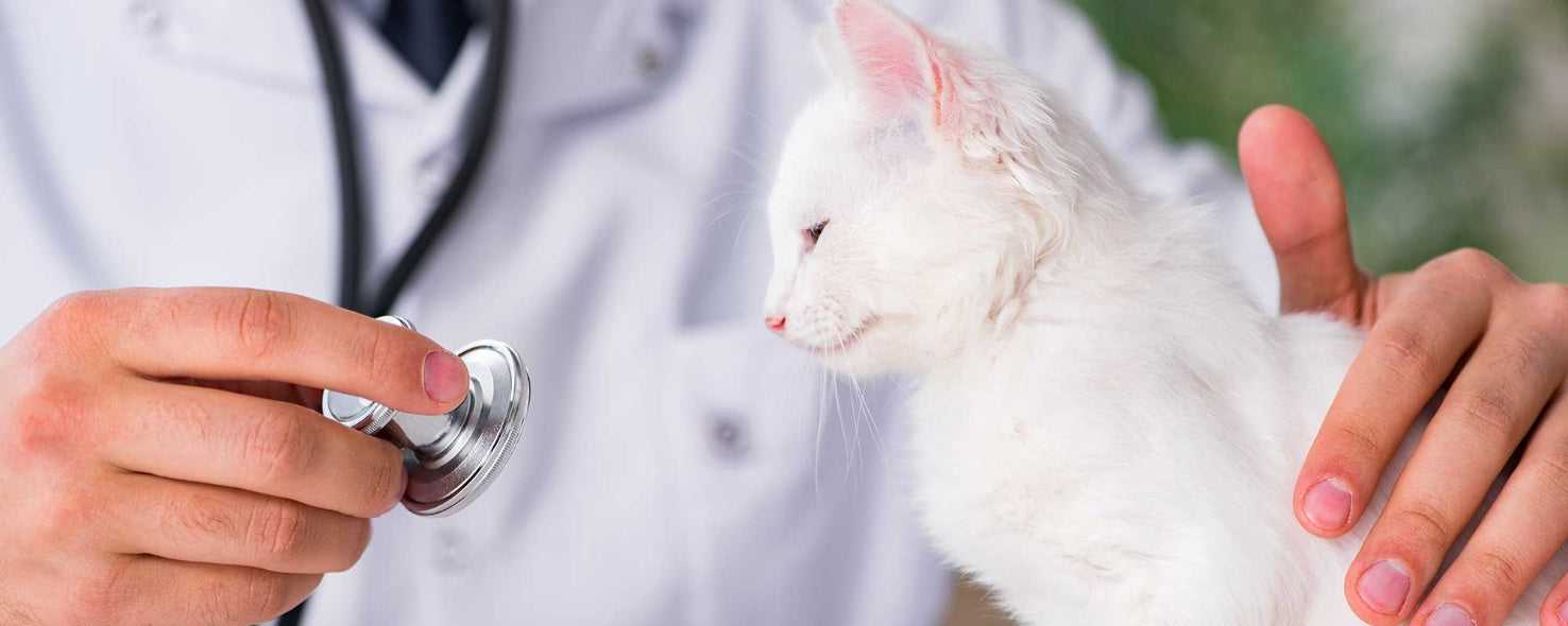 The Importance of Routine Wellness Exams for Cats