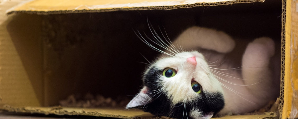 The Mystery of Boxes: Why Do Cats Love Them So Much?
