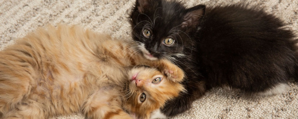 Twice the Fun: 8 Benefits of Bringing Home Two Kittens