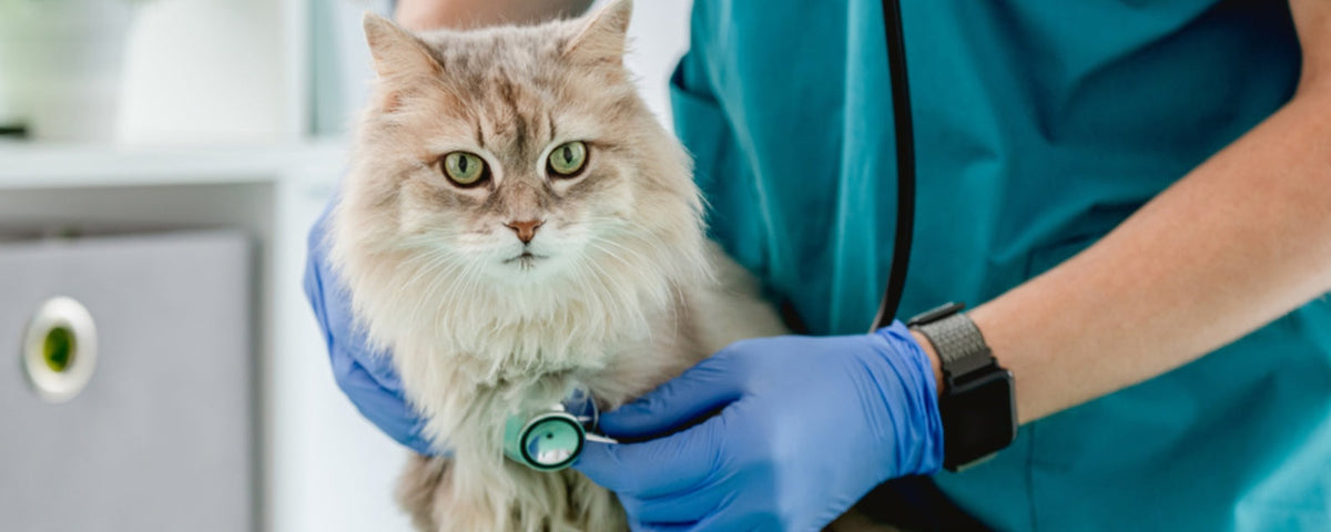 How to Prepare for Your Cat’s Annual Vet Visit – Pet Servo