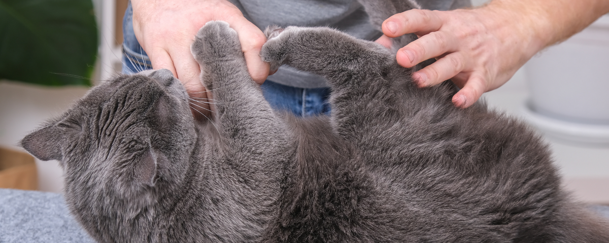 Picture of Why Cats Bite and Scratch: Decoding Feline Behavior – Pet Servo