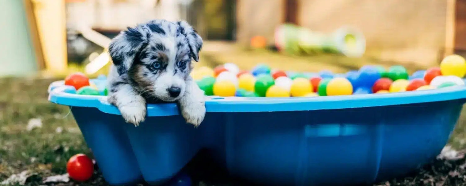 Puppy Playtime: The Best Games to Boost Your Dog’s Mind and Mood