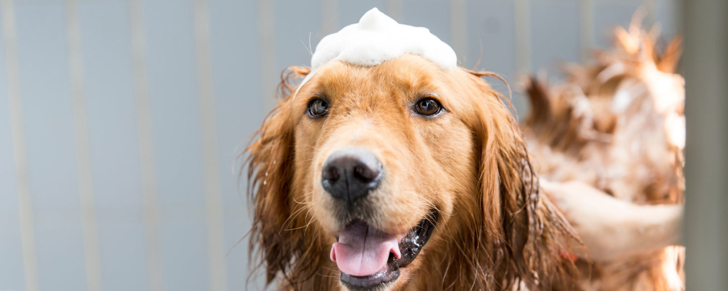 A Guide to Cleaning Your Dog at Home Like a Pro