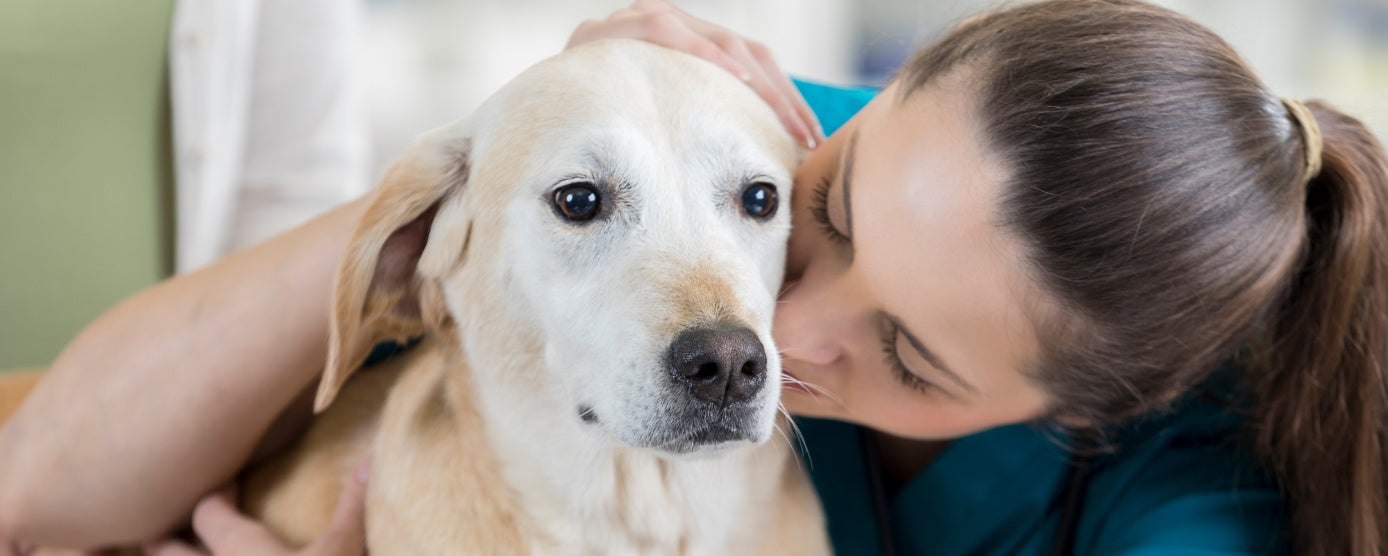 Caring for a Dog with Dementia: Symptoms, Causes, and Management Tips