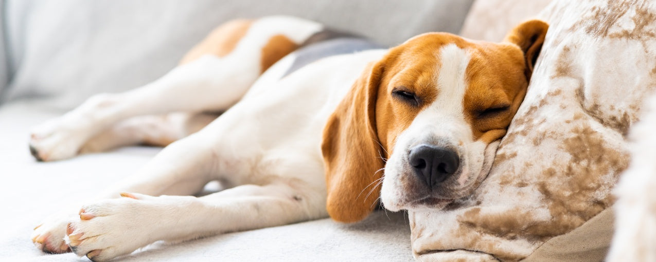 Do Dogs Dream? Exploring the Adventures in Your Pup’s Sleep