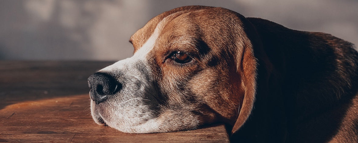 Do Dogs Grieve? Understanding Canine Loss and Mourning