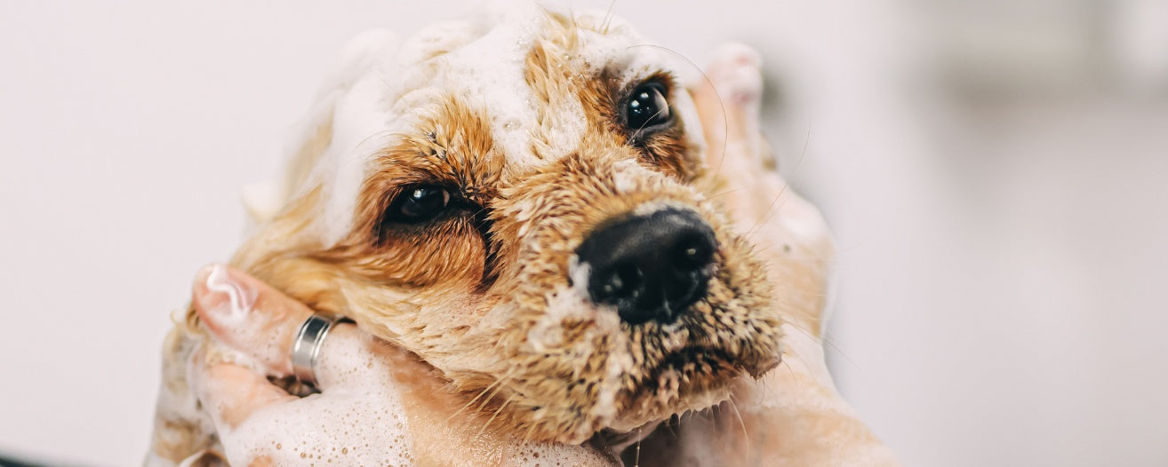 Dog Bathing 101: Best Practices for Maintaining Your Pet’s Hygiene