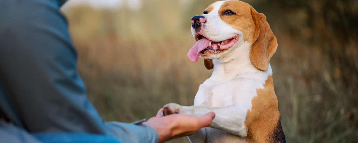 Dog Training Essentials: How to Get Started Right