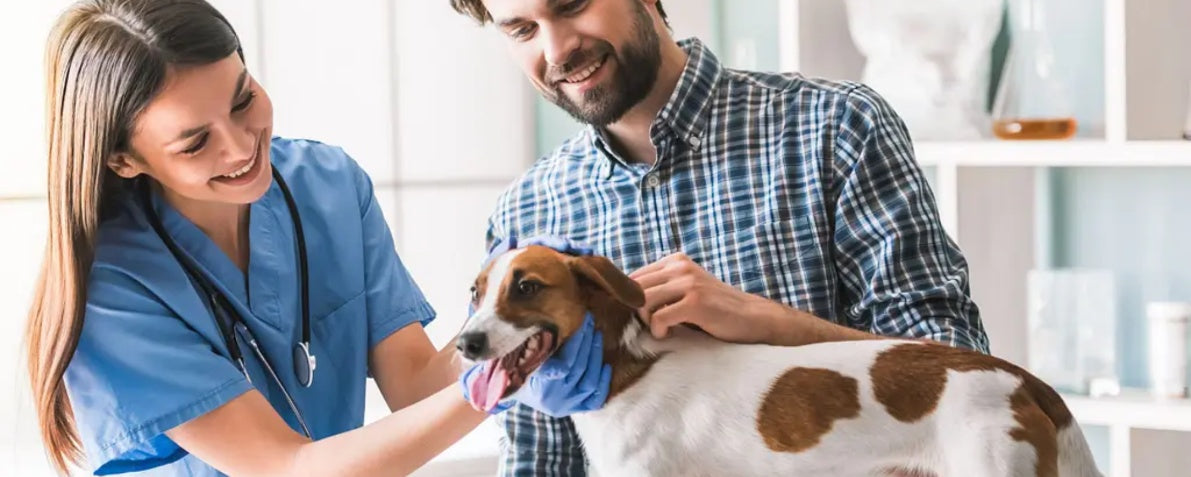 Common Dog Diseases: Symptoms, Prevention, and Treatments Guide