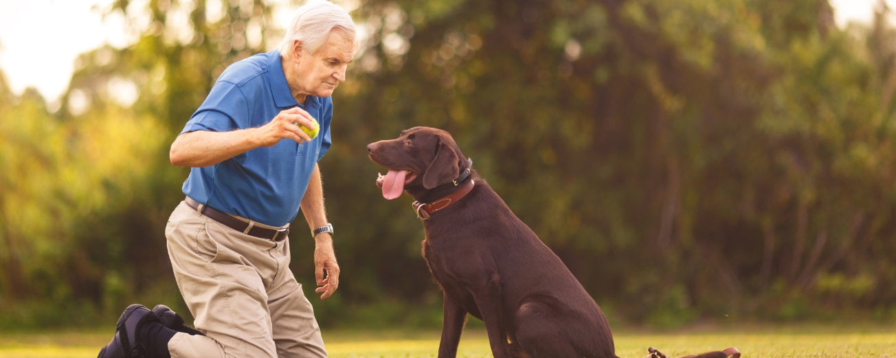 Gentle Workouts for Your Senior Dog: Maintaining Mobility and Health