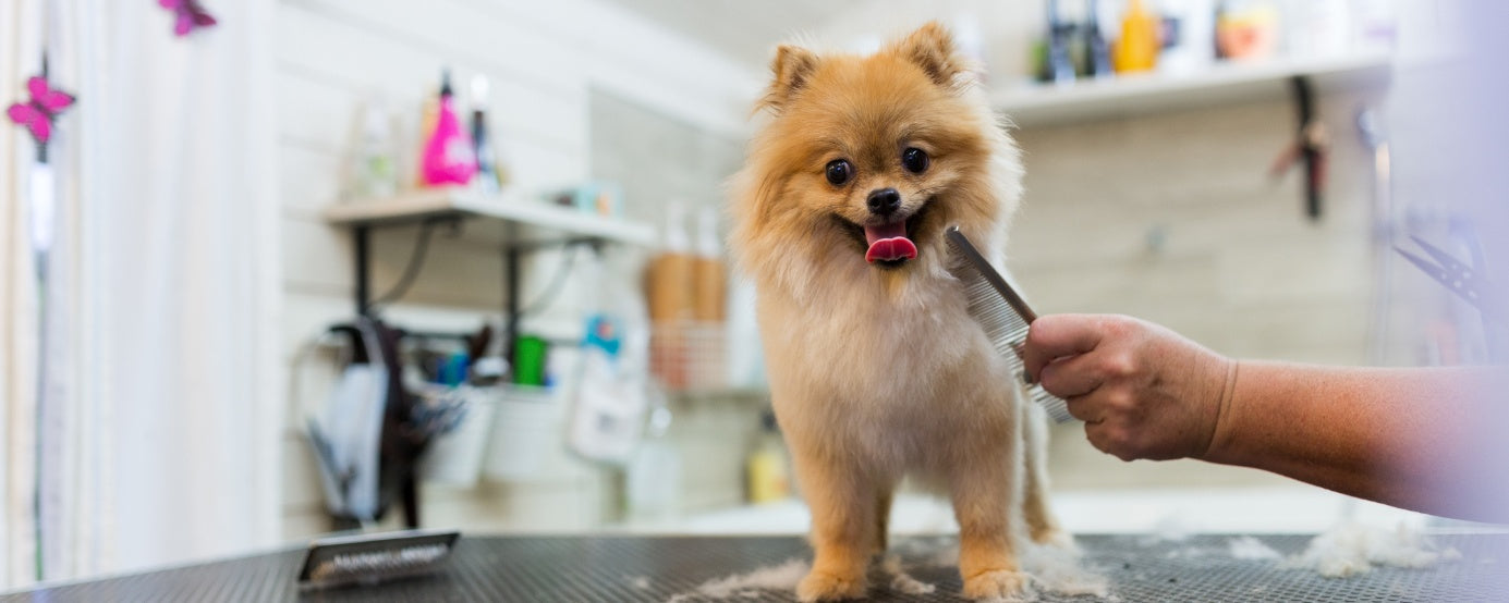 How Grooming Positively Affects Your Dog’s Mental Health and Well-being