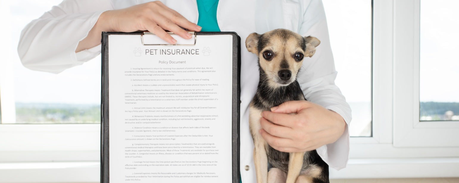 Is Pet Insurance a Wise Investment? Here’s What You Should Know