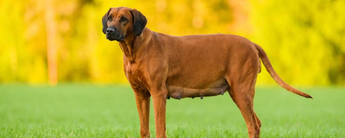 Feeding Guide for Pregnant Dogs: Nutrition Tips for a Healthy Pregnancy ... - Can Grass Block Pregnant Dogs Digestive System