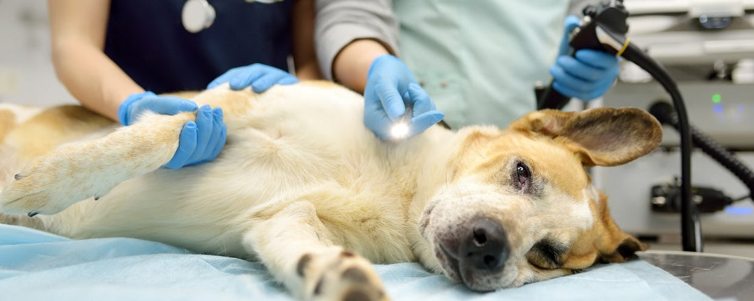 7 Key Health Issues to Monitor in Senior Dogs – Pet Servo
