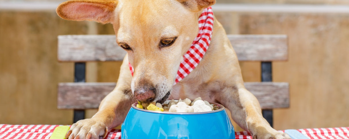 Protein Requirements for Dogs: How to Keep Your Pet Healthy and Active