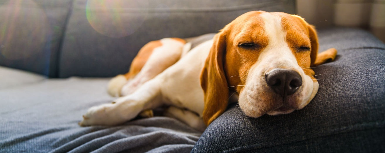 Why Does My Dog Sigh? What It Means and When to Take Note