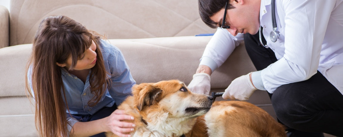 Why Regular Vet Visits Are Crucial for Your Senior Pet’s Health