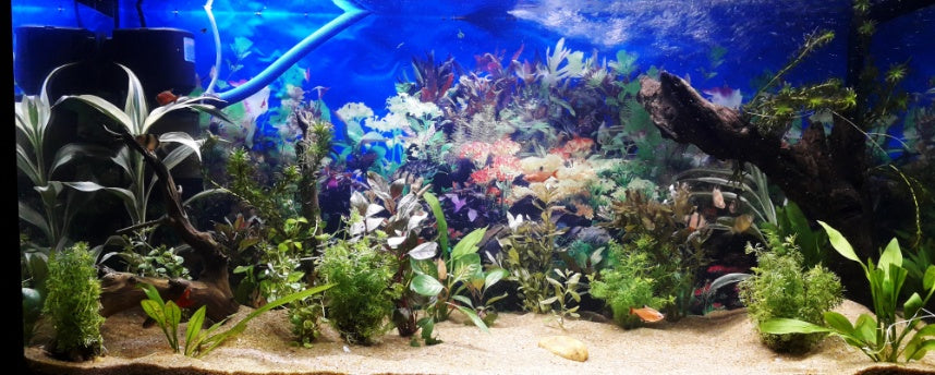 How to Maintain the Perfect Environment for a Happy Fish Tank