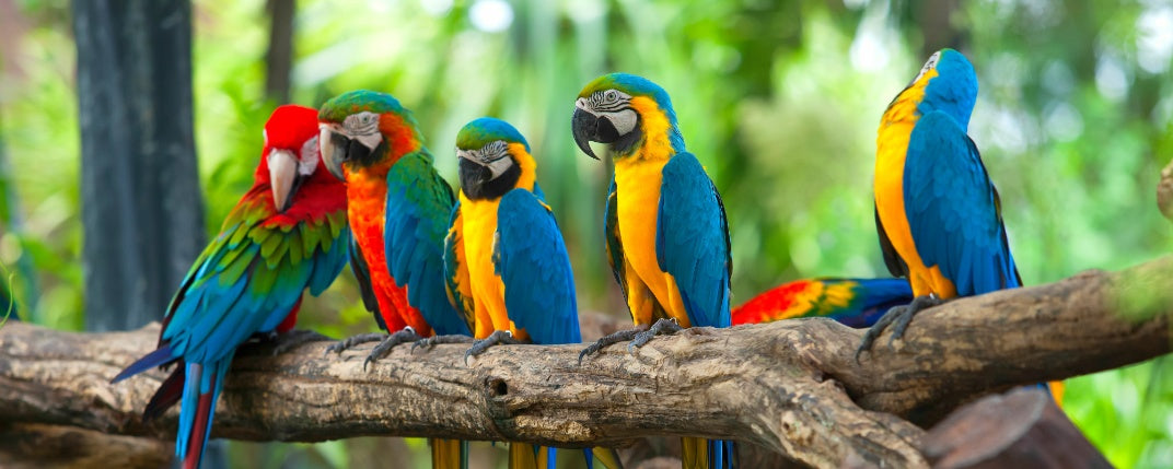 Top Tips for Keeping Your Pet Parrot Active and Healthy
