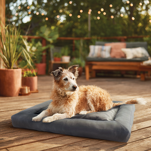 Dog lying on a gray dog bed in an outdoor setting with plants and furniture.