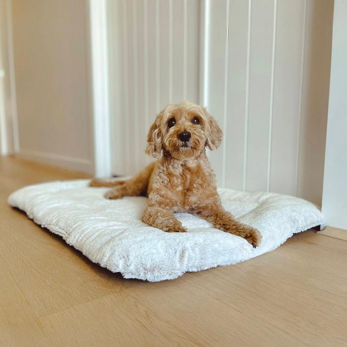 Dog lying on a white fluffy mat in a room with light-colored walls and floor.