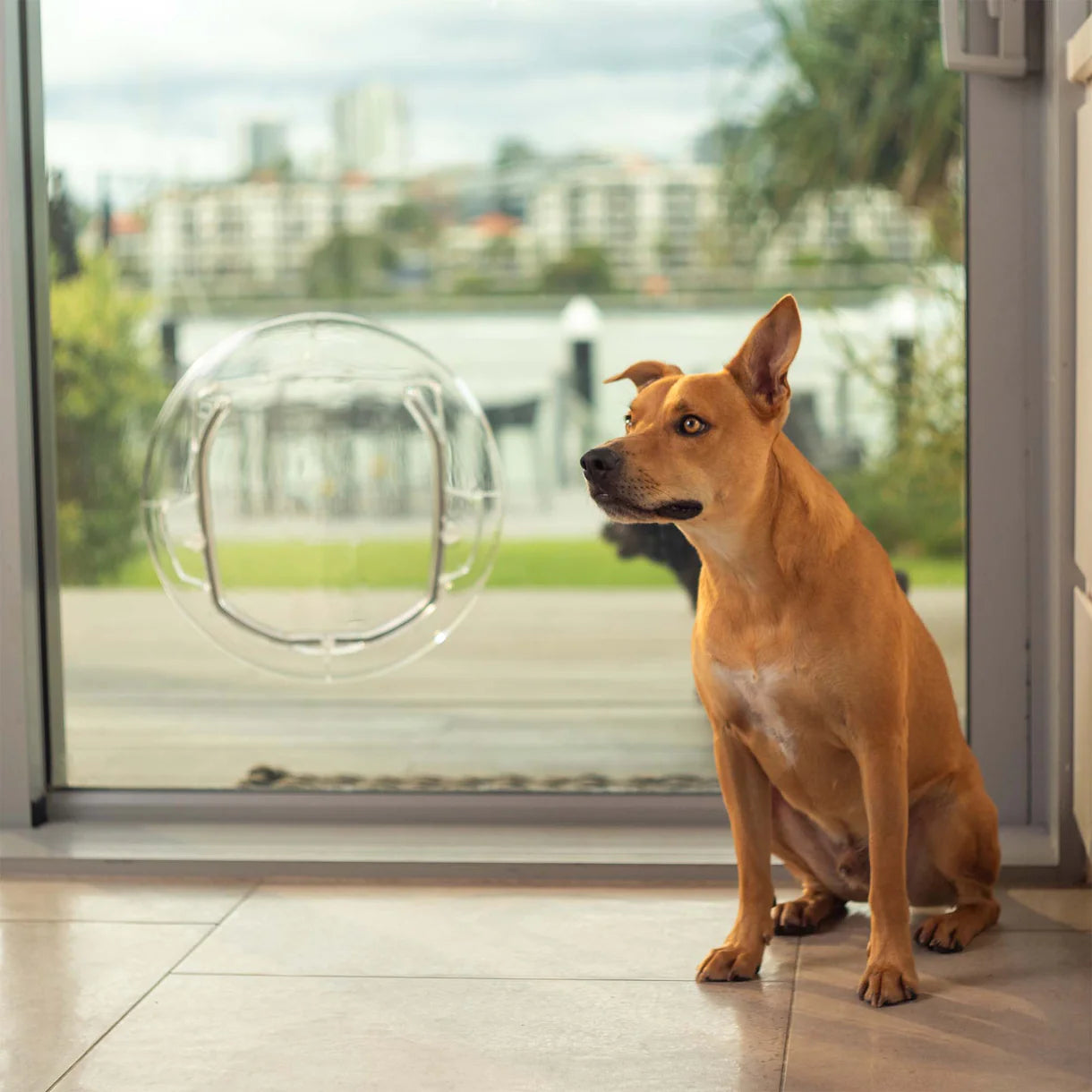 Dog sitting on a wooden floor looking out of a glass door with a clear pet door.